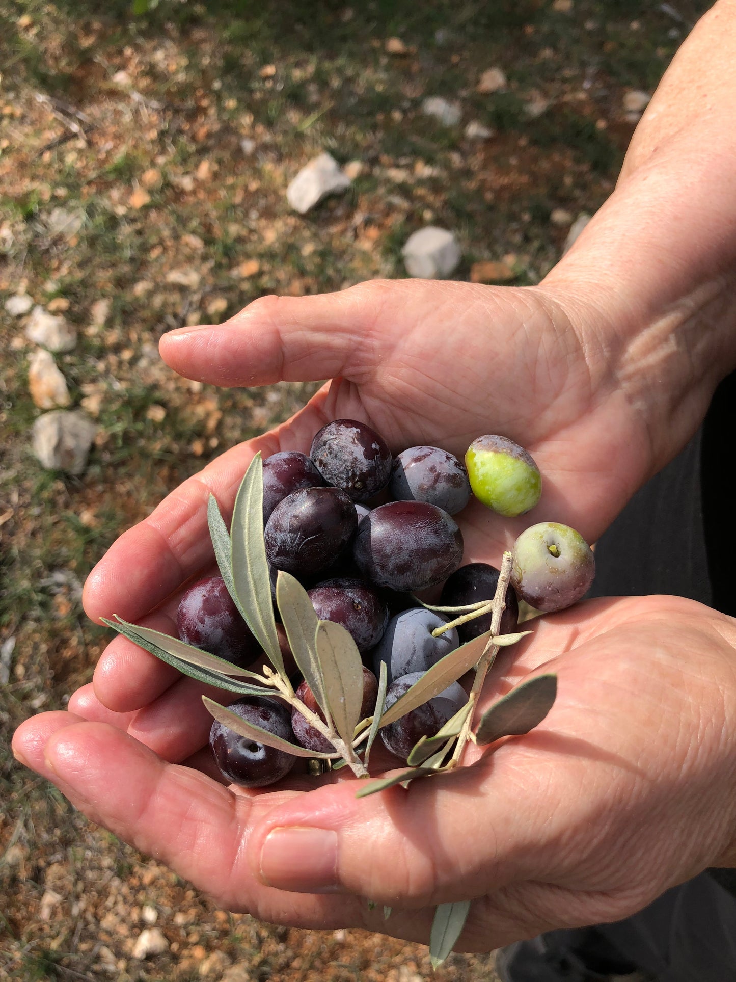 Extra Virgin Olive Oil from Kores Estate